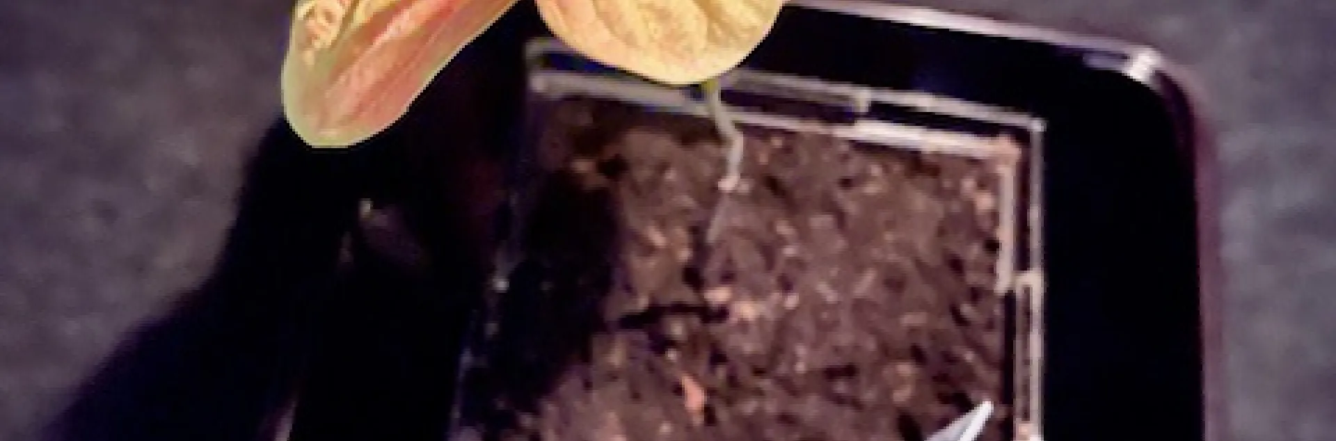 persimmon tree seedling in a pot