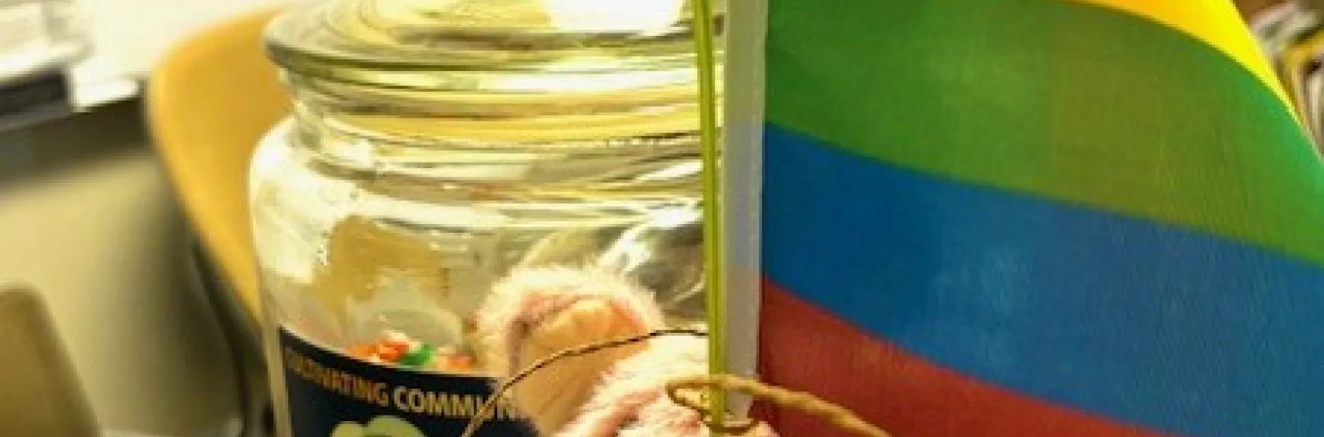 A lily plant that is just starting to sprout in a basket with a 4H stuffed pig holding it and a pride flag as a post to keep the lily growing straight