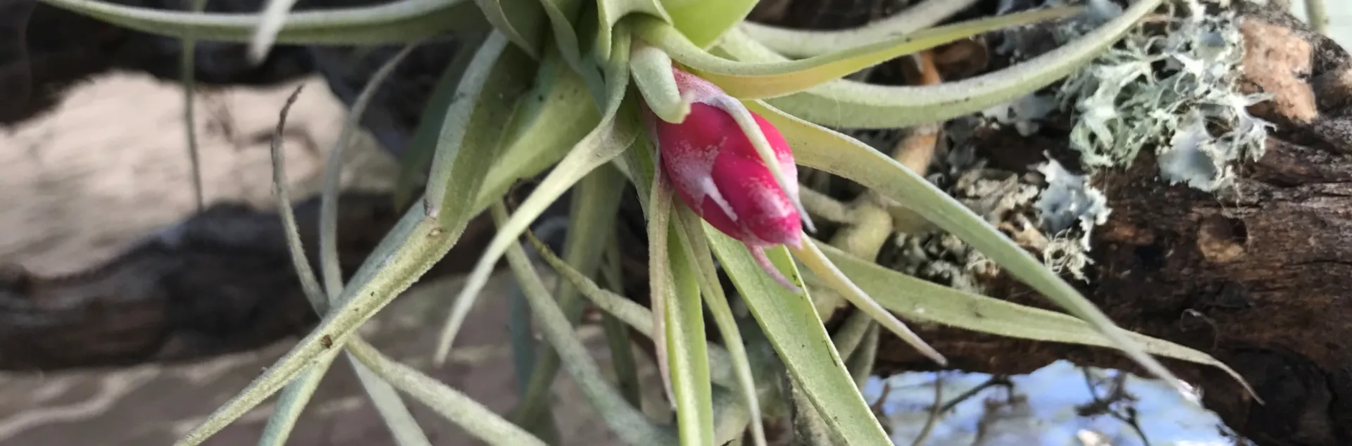 Tillandsia air plant blooms