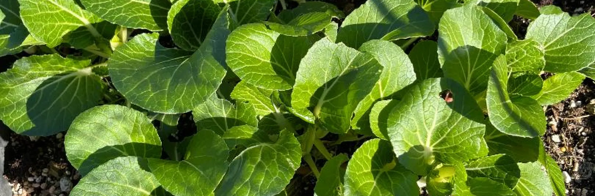 bok choi vegetables in containers, J Cloutier.jpg