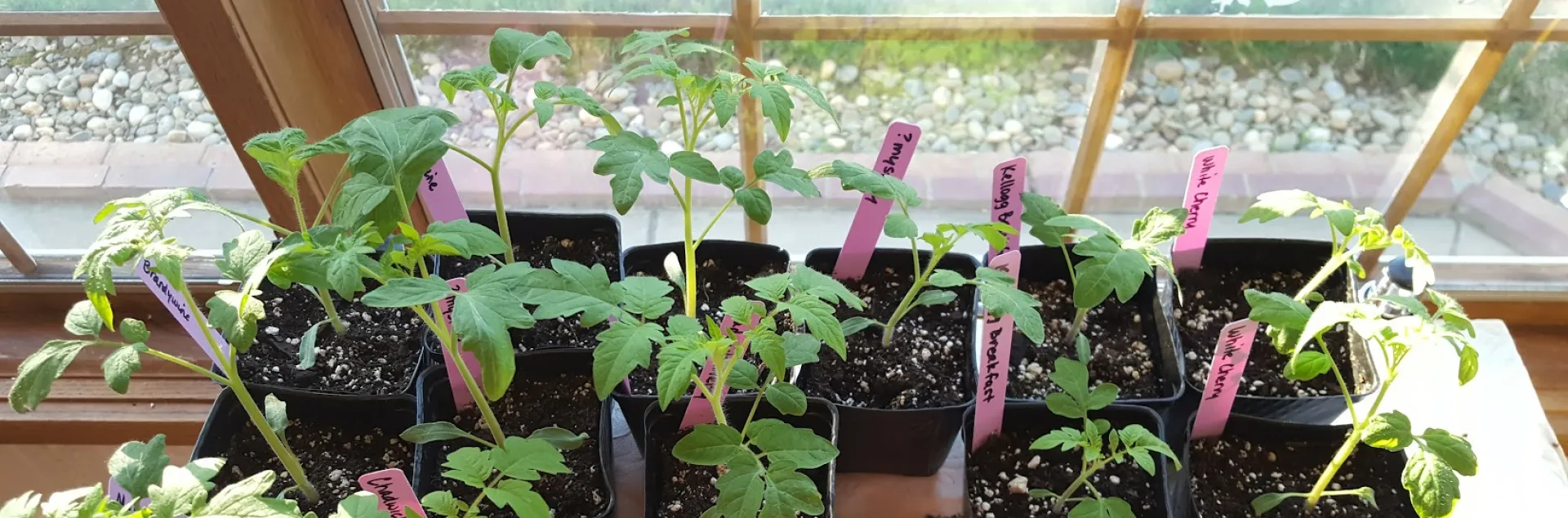 Learn to start tomato plants from seed at the upcoming Seed Starting Workshop. Kristina Thompson