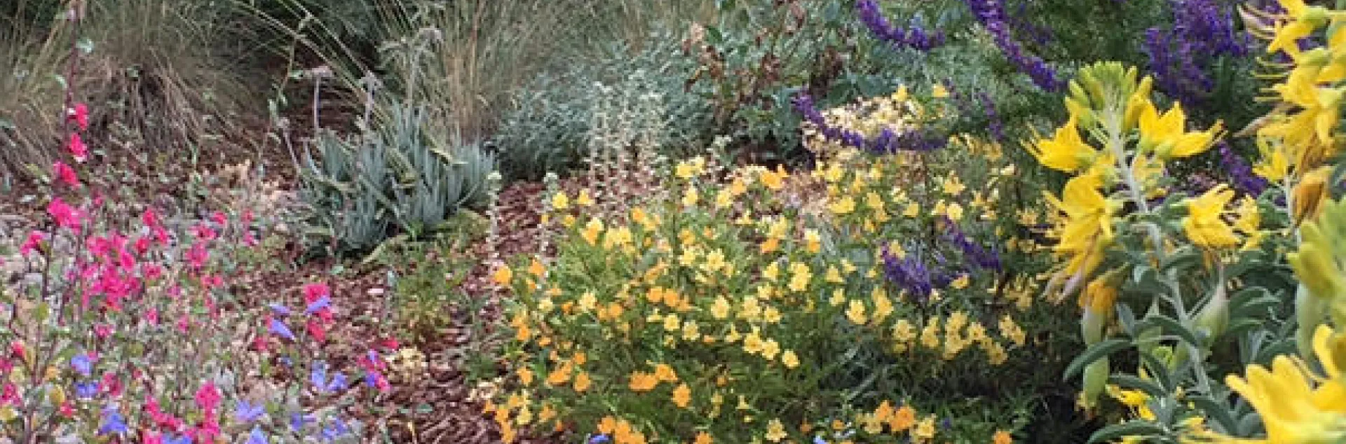 CA natives, Paula Stapleton.jpg