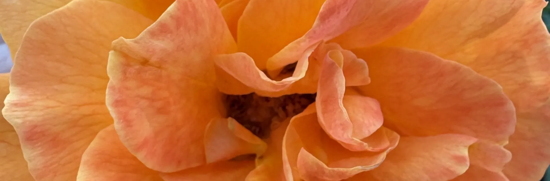 a photo of an orange rose blooming