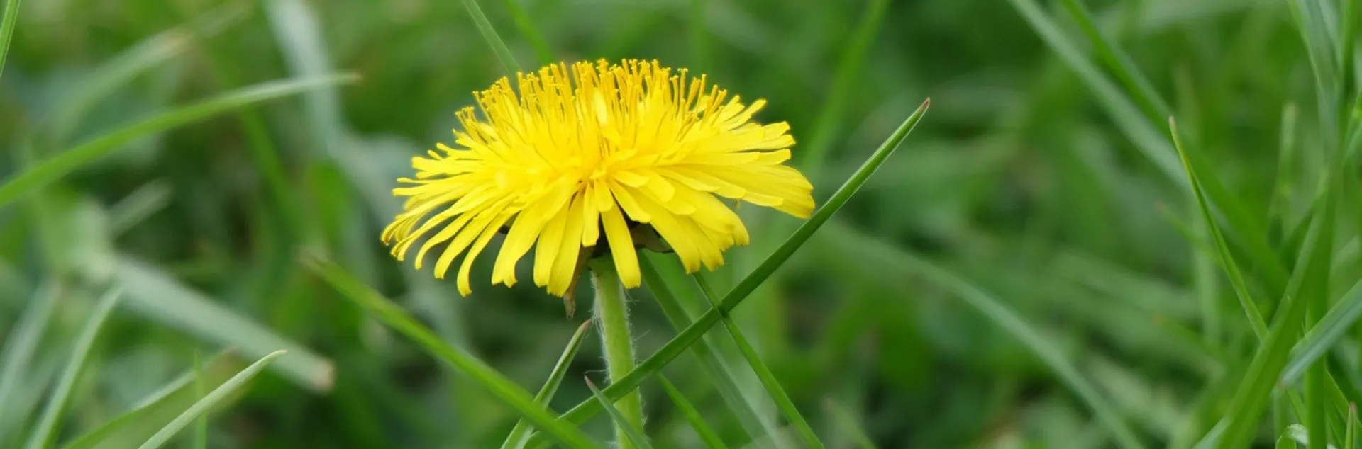 dandelion in a lawn