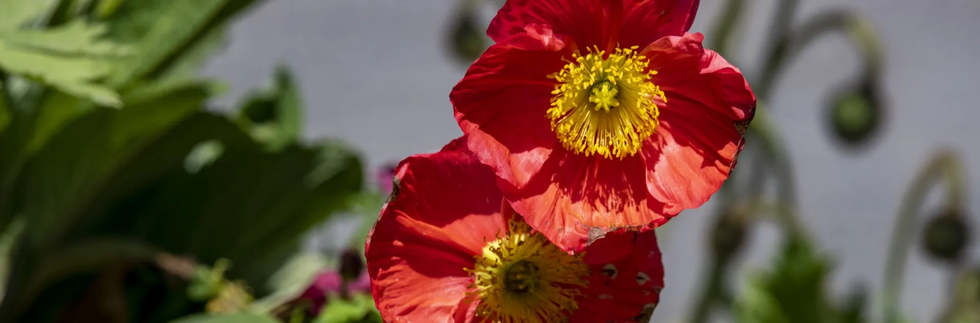 Iceland poppies