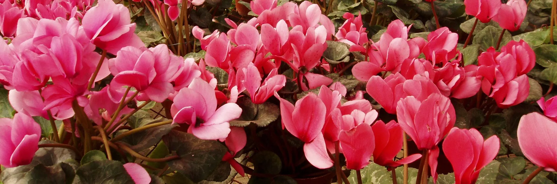 Pink cyclamens.