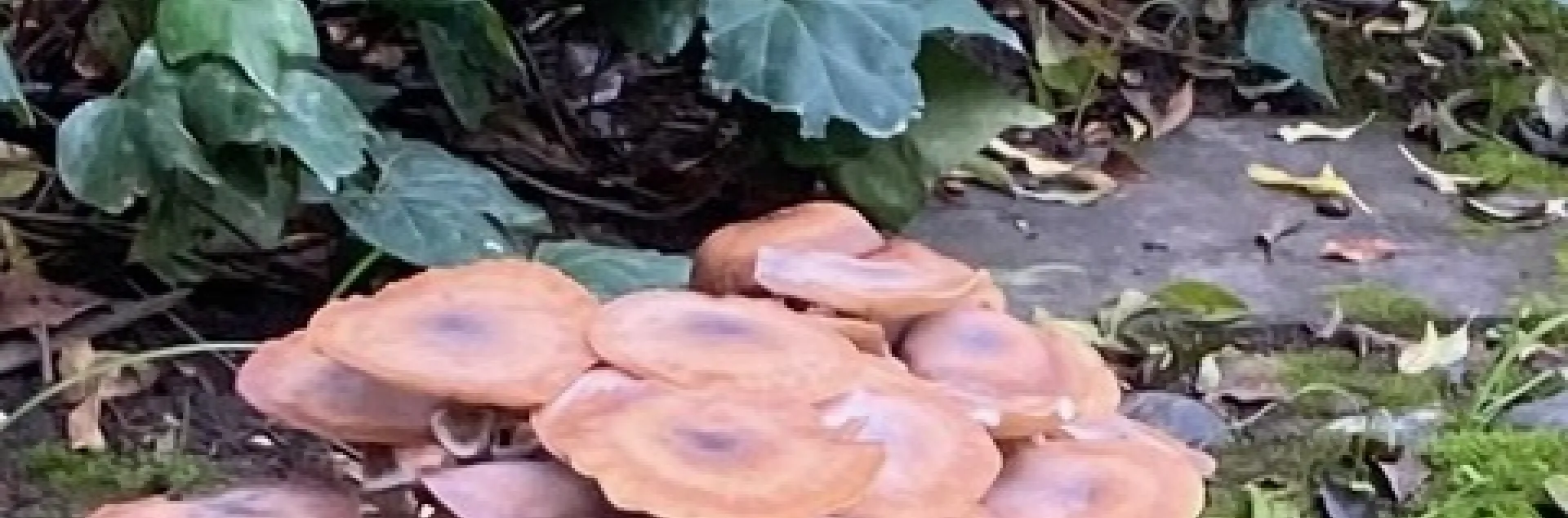 Honey mushrooms