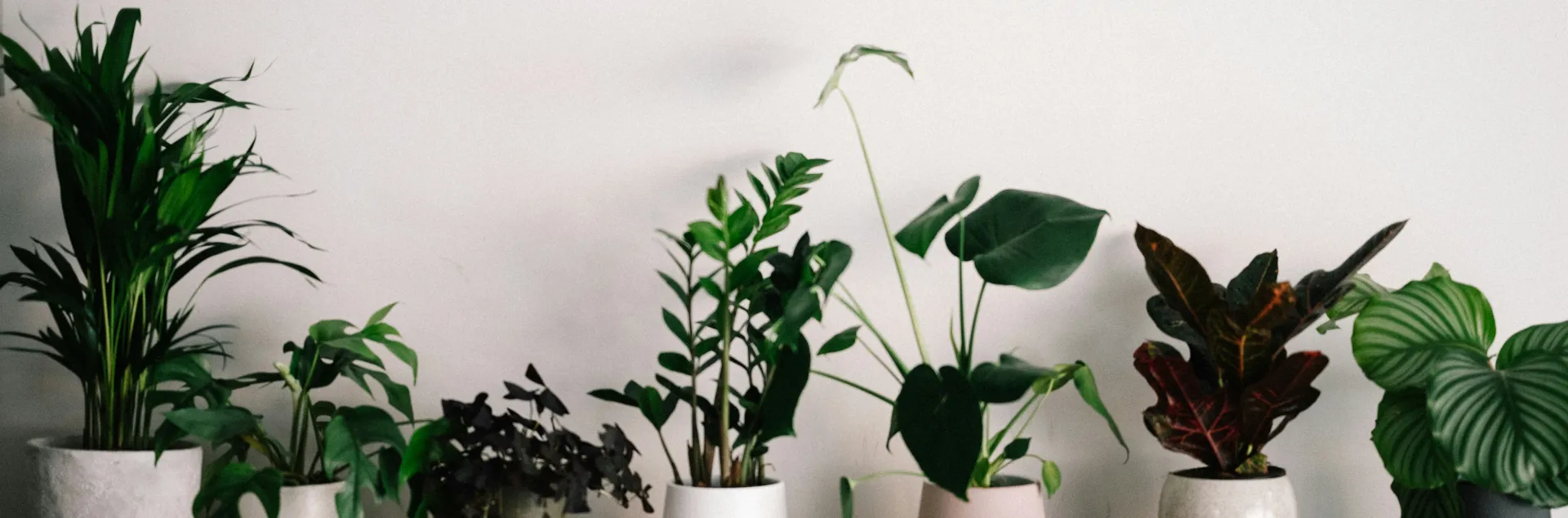 Houseplants