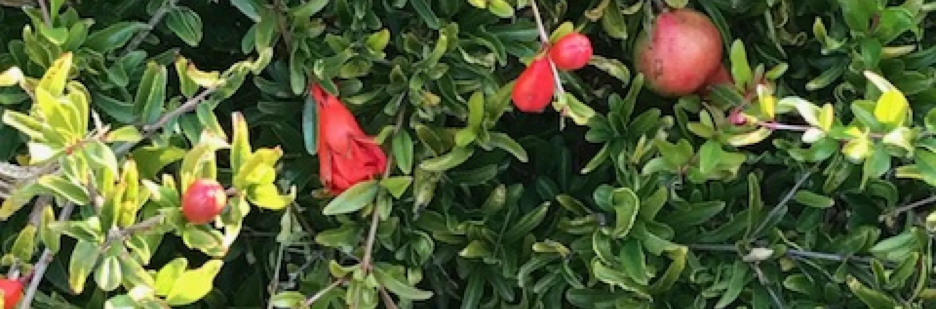 Pomegranate Tree with Fruit