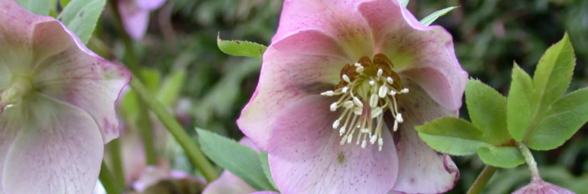 Pink Lenten rose