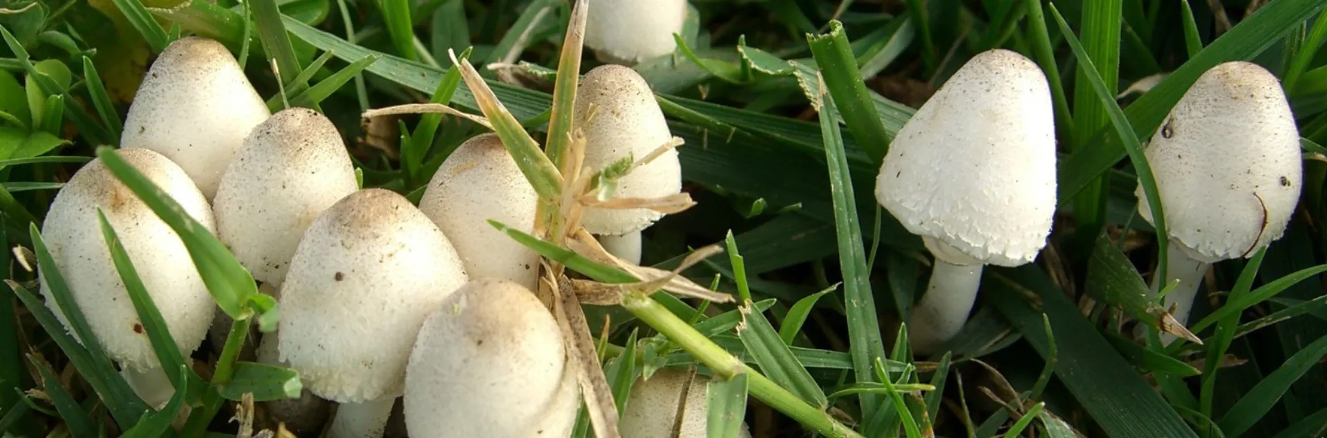 White mushrooms growing in grass