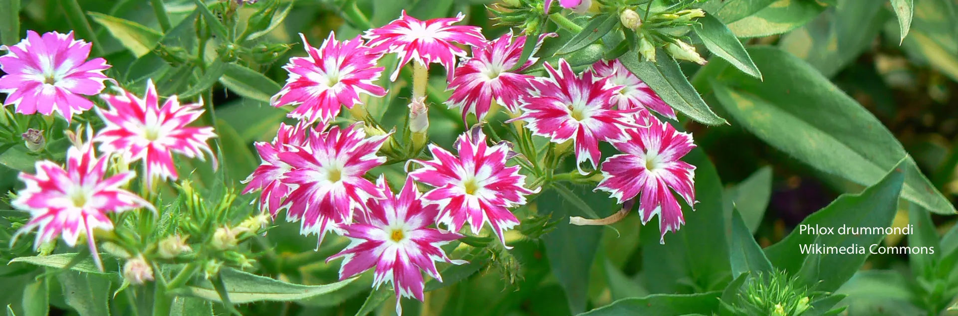 Pink and white phlox drummondii