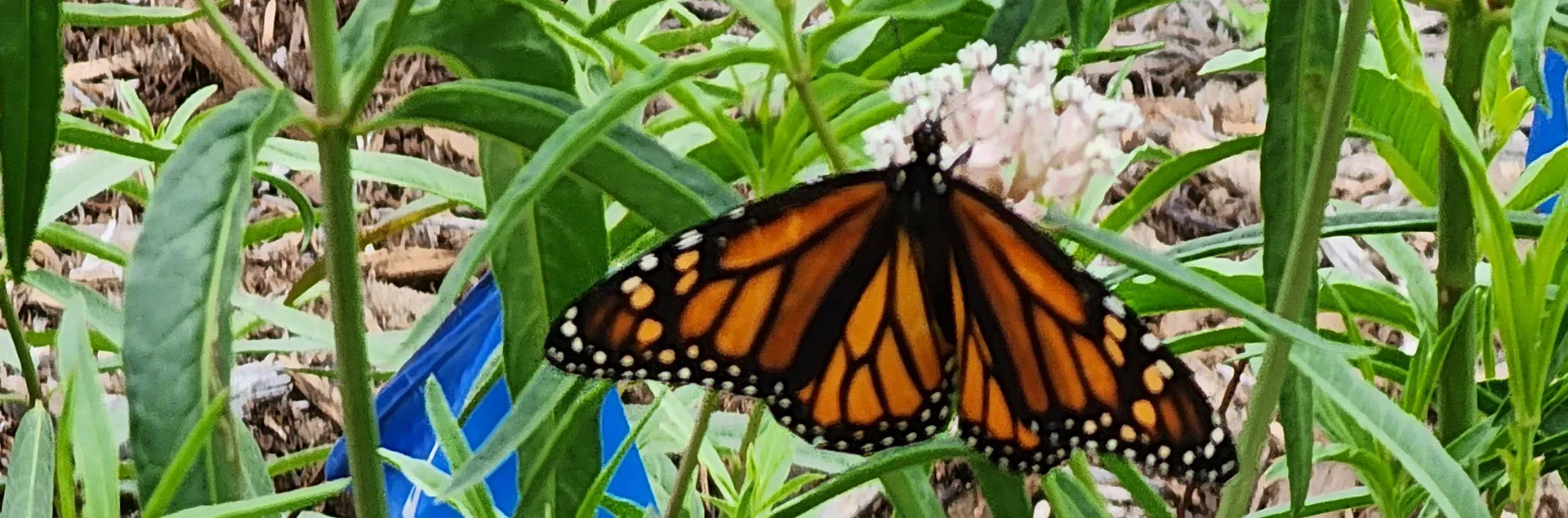 California Native Plants – Supporting Native Wildlife - Newport Beach