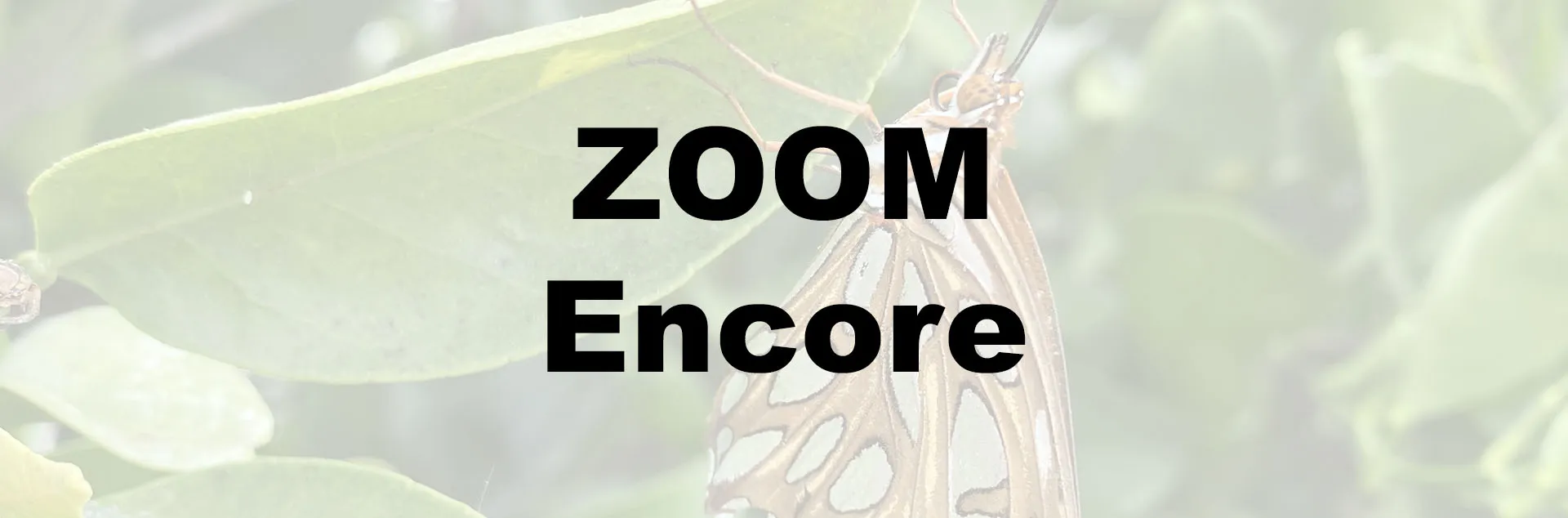 Gardening For Butterflies – Zoom Encore
