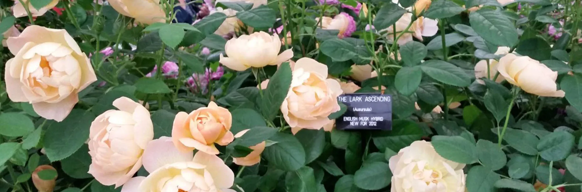 Roses 101 - Huntington Beach