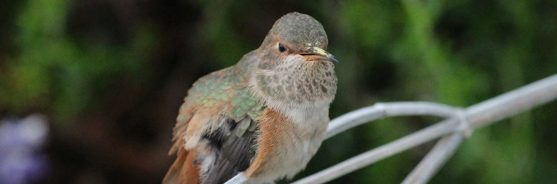Creating Habitat For Backyard Birds - Newport Beach