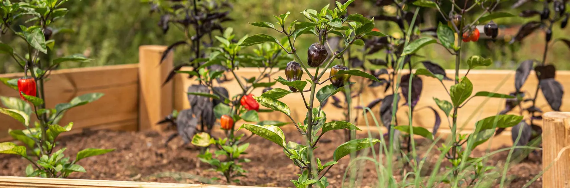 A Year of Good Food - Irvine