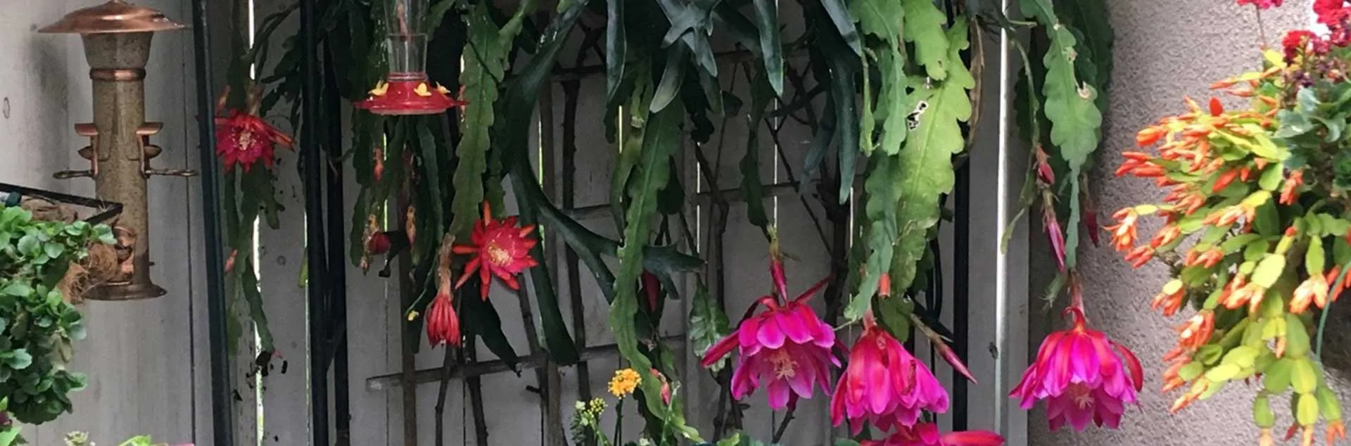 Gardening in Small Spaces - San Juan Capistrano