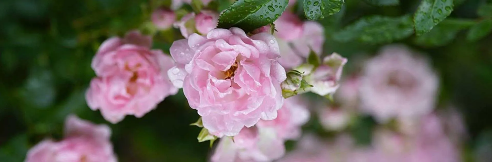 Promise Me A Rose Garden - Mission Viejo