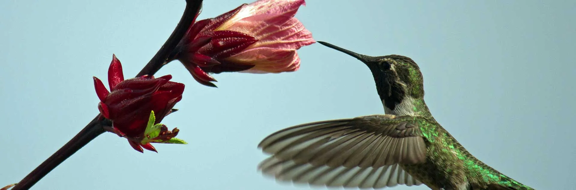 Hummingbird hovering near a pink flower