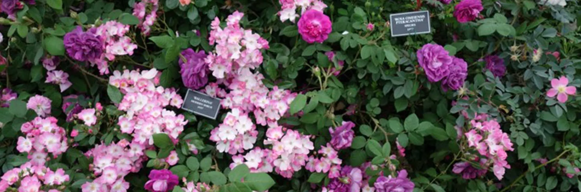 Roses 101 – Zoom Encore