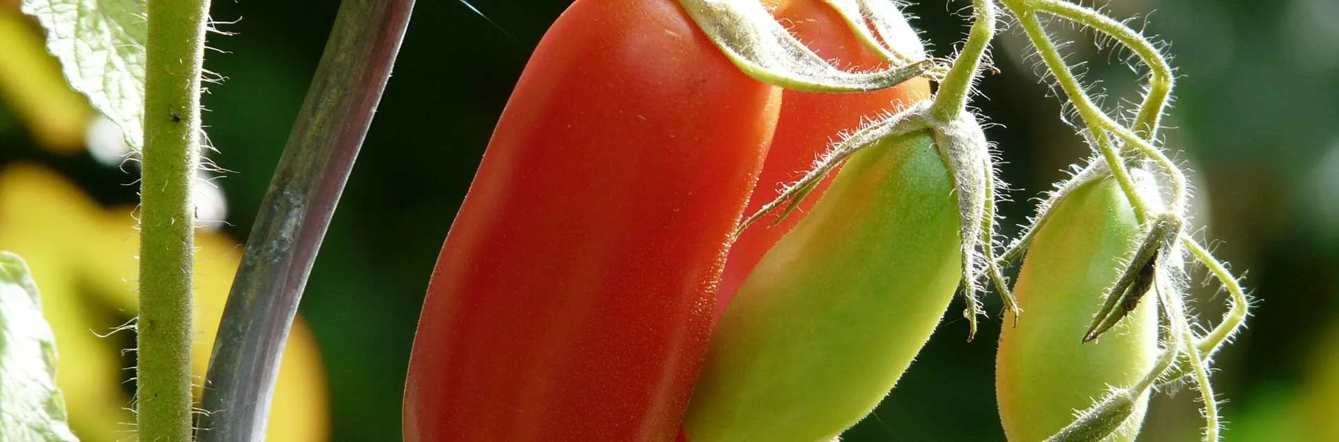 Plum tomatoes growing on the vine