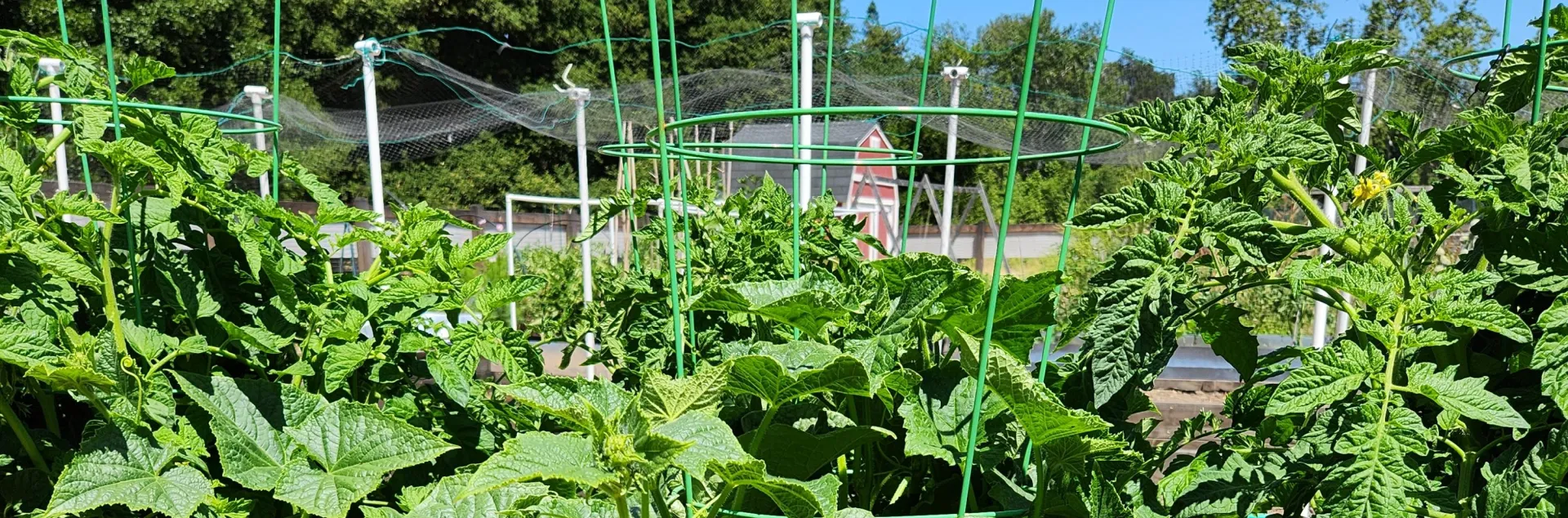 A raised bed full of summer vegetables including a trailing squash vine, lush, green tomato plants in cages, and yellow marigolds blossoms along the edge