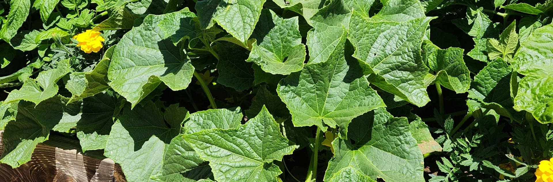 Raised Bed Summer Vegetables, Jill Willard.jpg