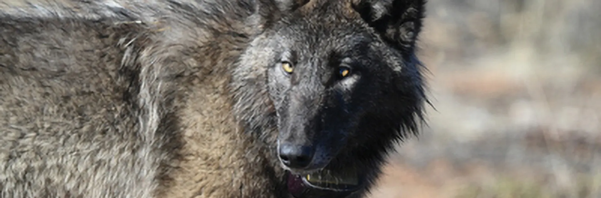 Face and shoulders of a black-faced wolf