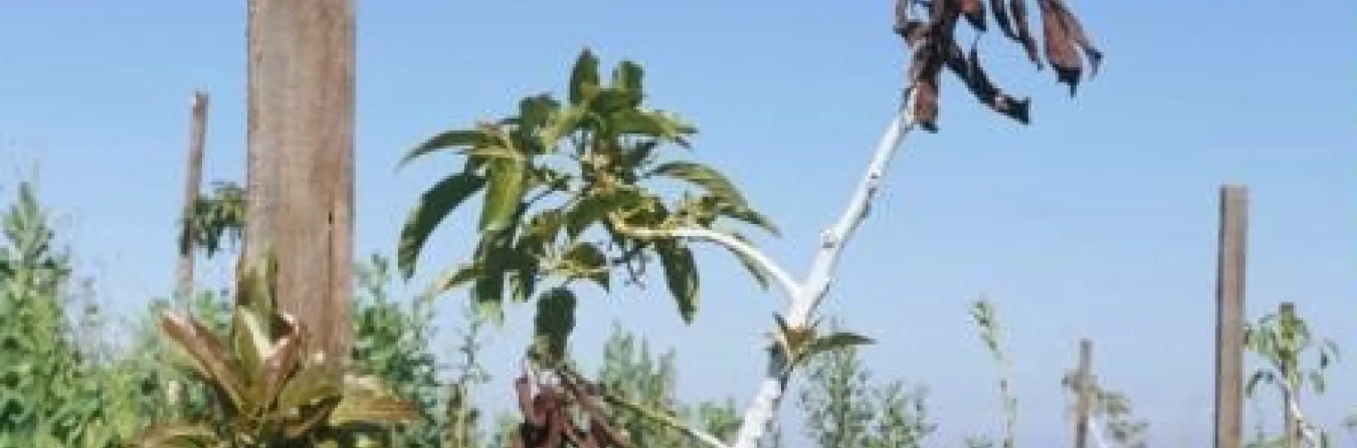 asphyxiated tree white washed