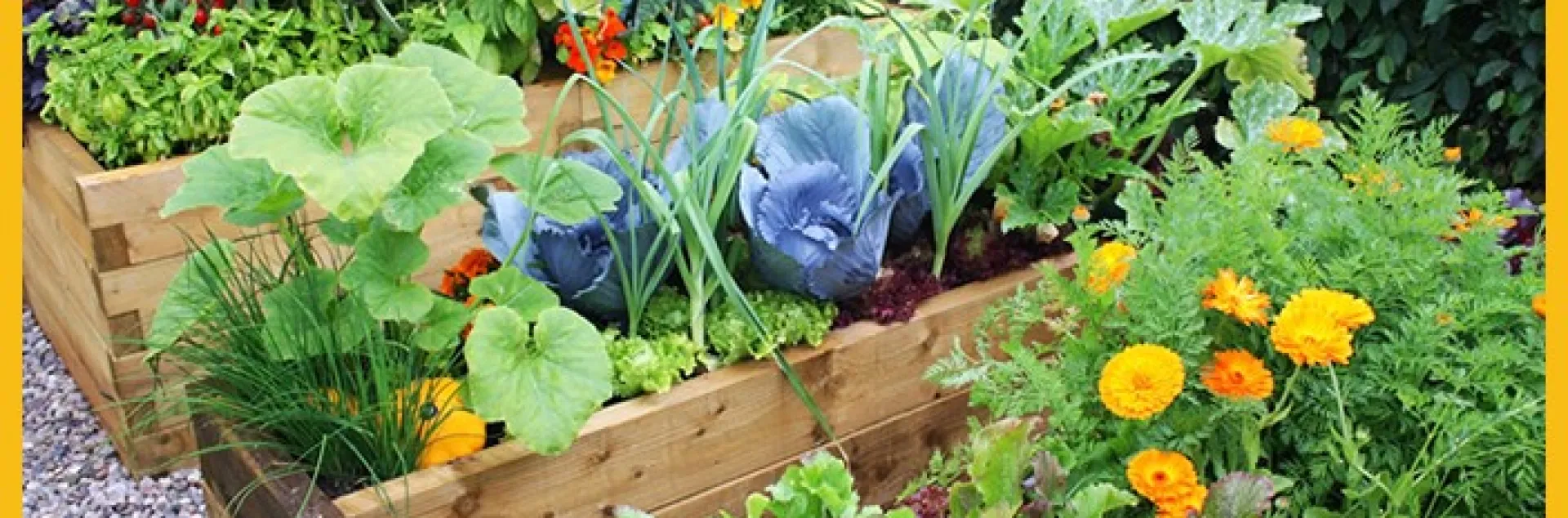 companion planting, uc san diego