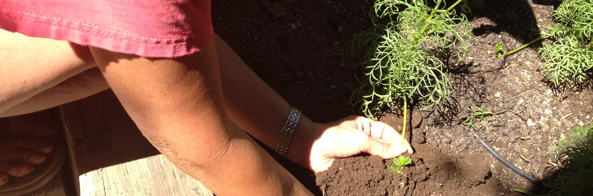 prepping a garden bed for spring