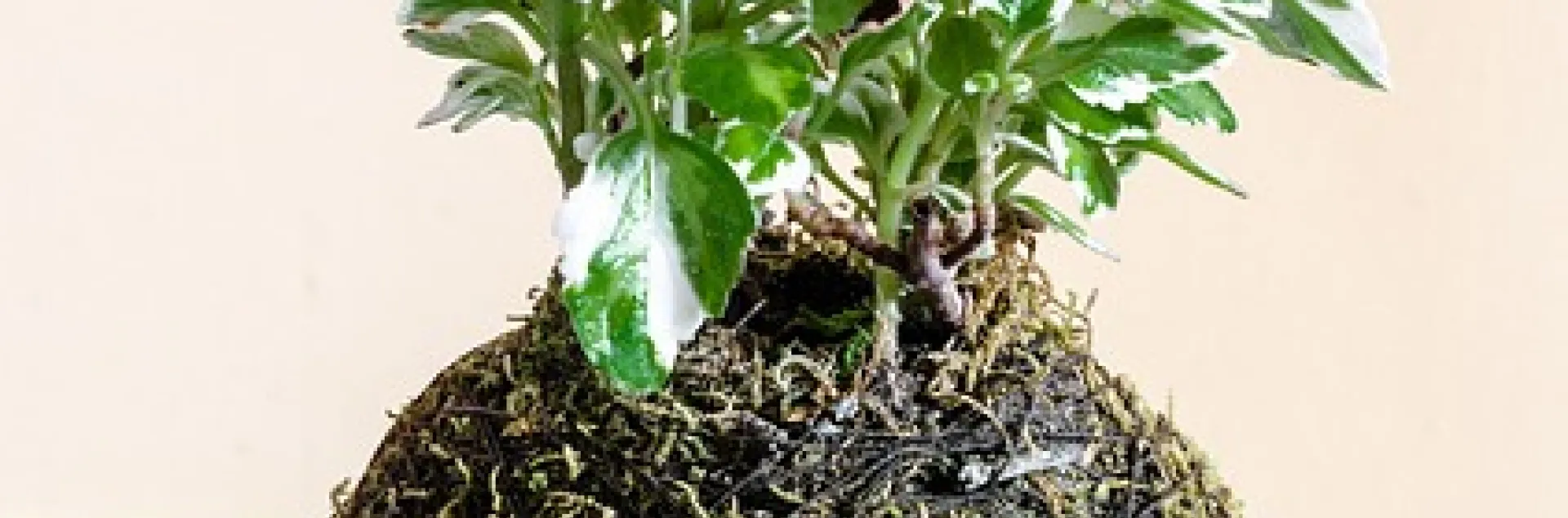 This is an image of a kokedama moss ball
