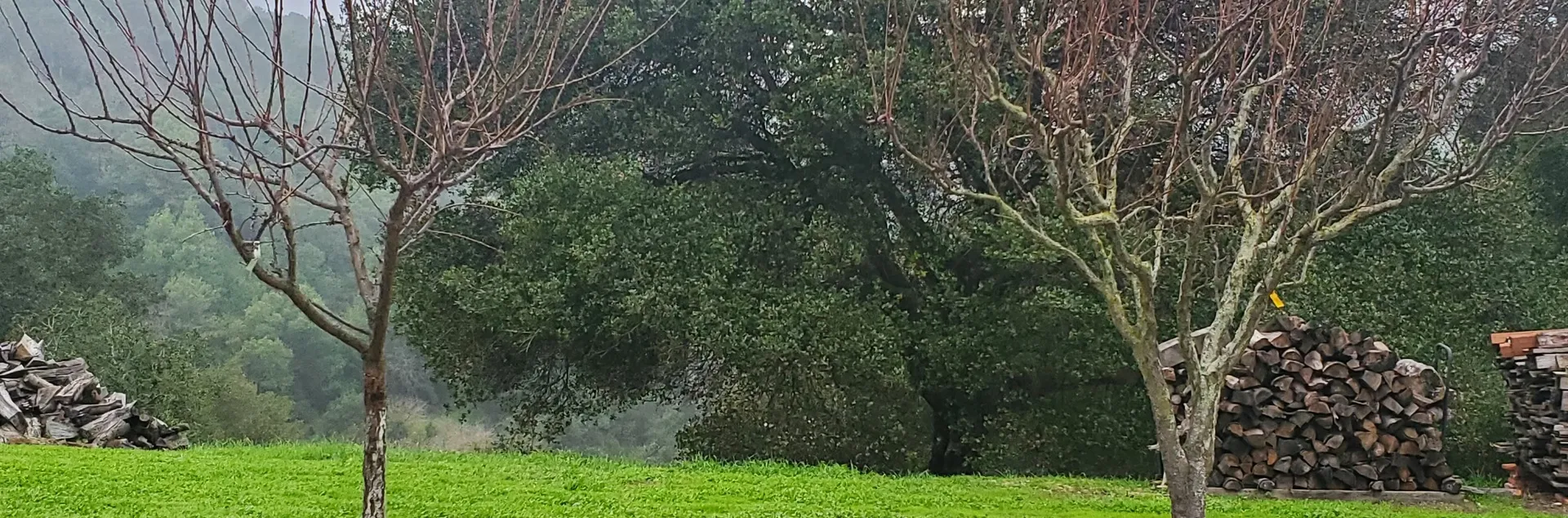 Two plum trees in winter