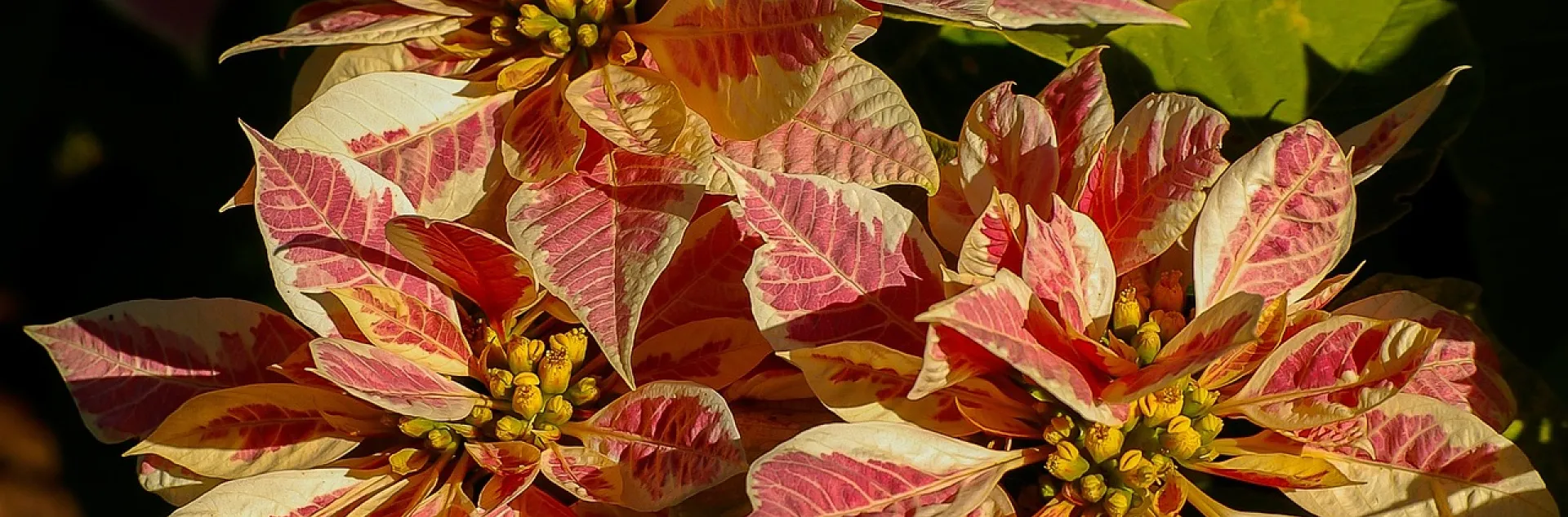 pink and yellow variegated poinsettia plant