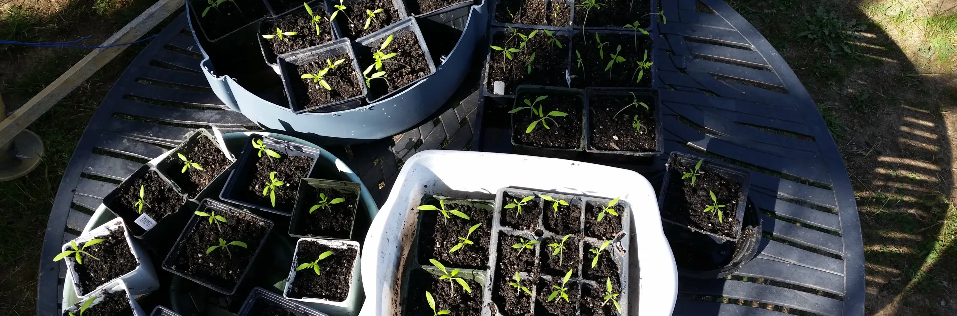seedlings just starting to come up in a variety of small pots