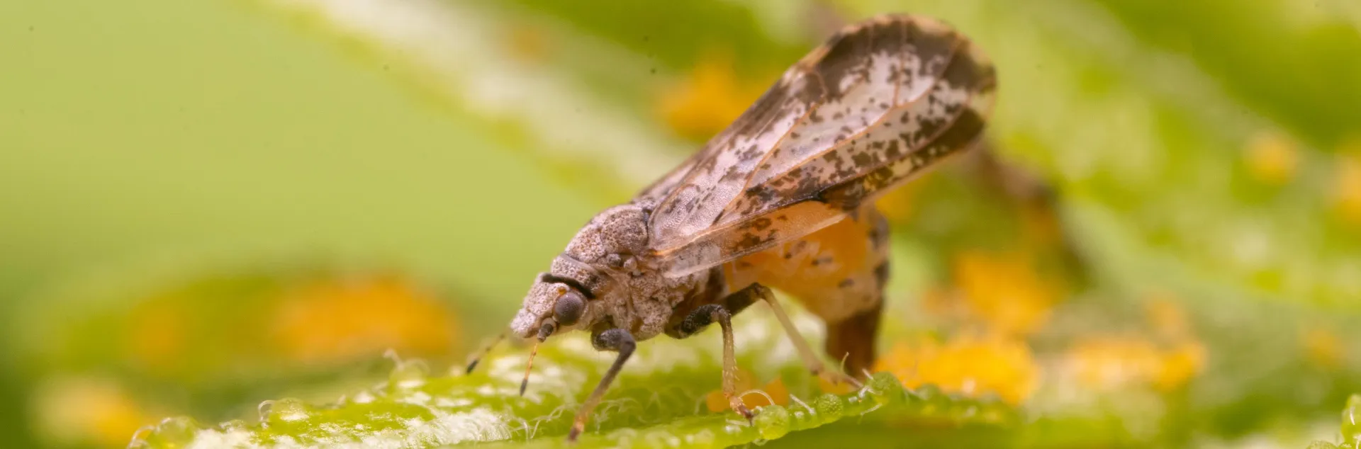 Small moth-like insect with wings broadest in the apical half, mottled, and have a dark brown band around the outer half laying yellow almond shaped eggs on green leaves.