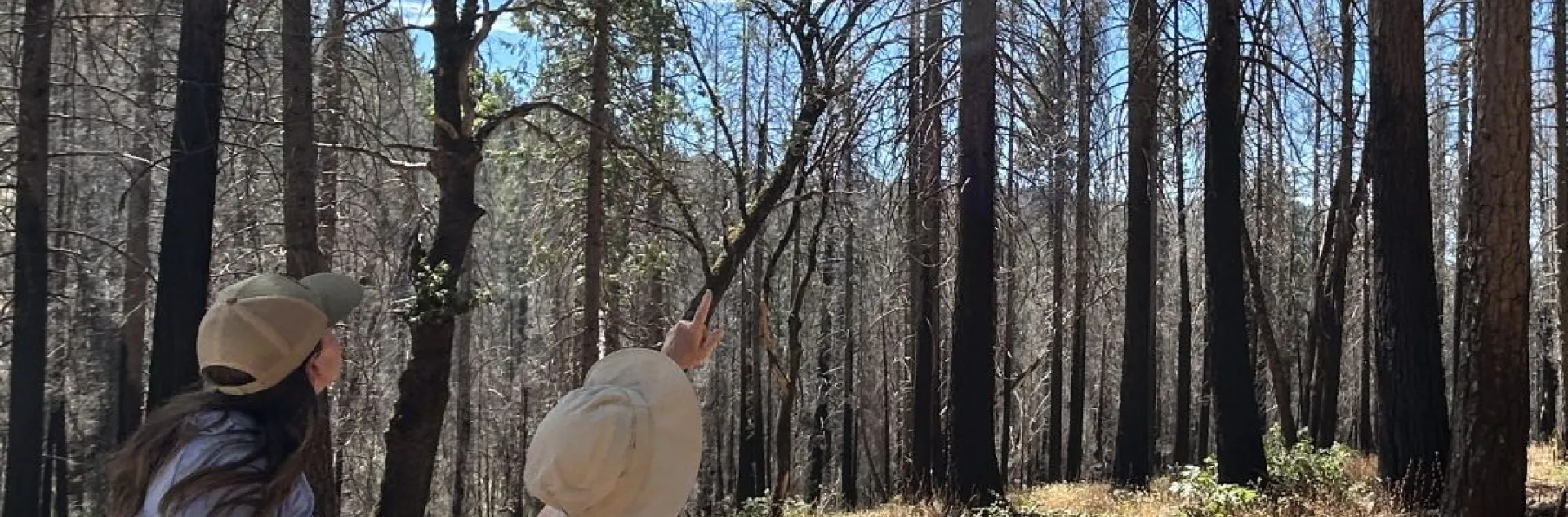 Two people stand in a post fire landscape and look at burned trees.