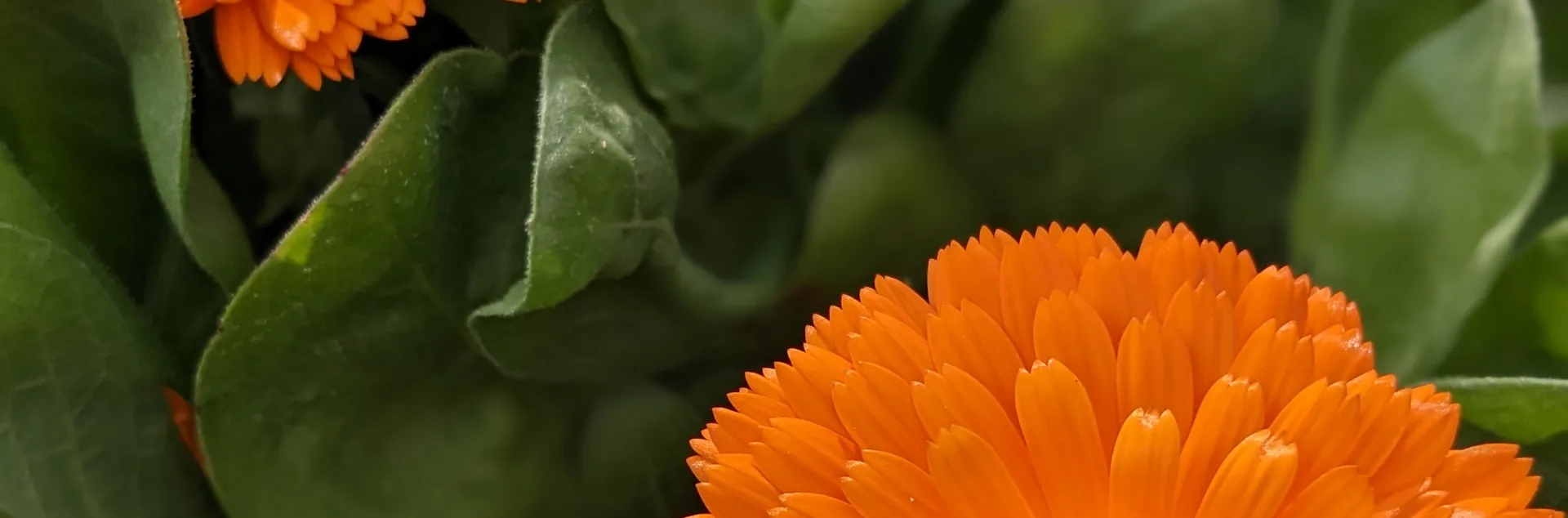 Orange Calendula flower with leaves behind