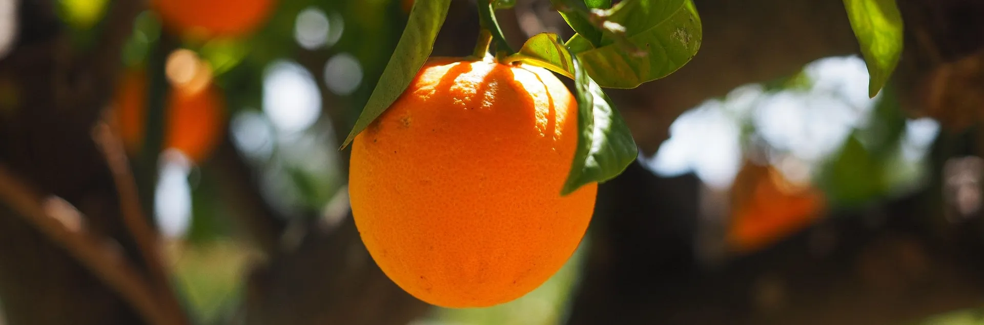 Citrus Tree with Fruit