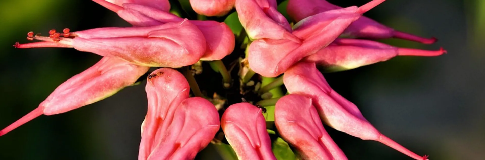 red flowers that look like bird heads