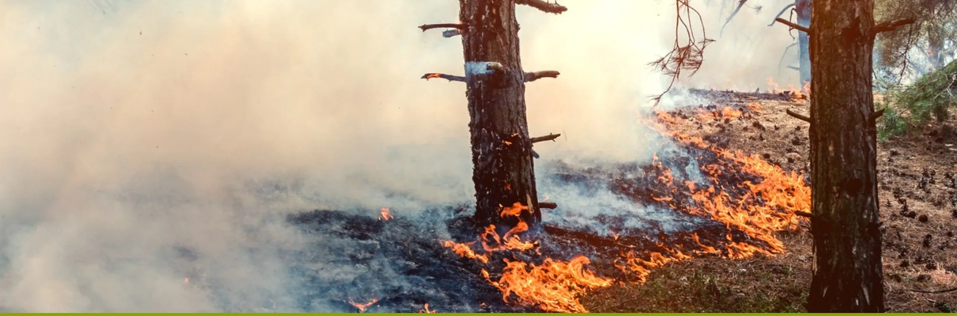 Gardening for Wildfire safety 