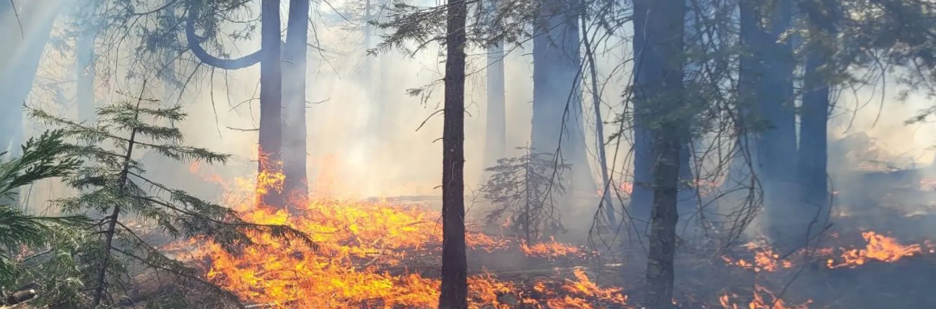Prescribed fire burns through a previously burned forest.
