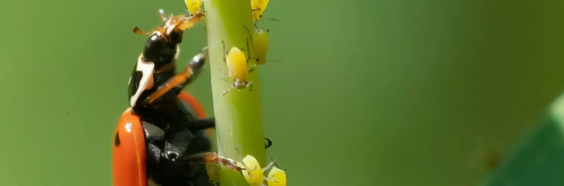 Lady bud eating aphids on a plant