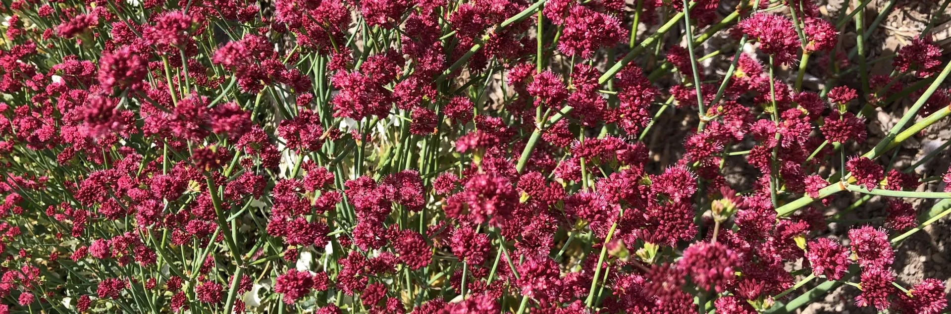 Close up view of many small, crimson flowers on a red buckwheat plant (Eriogonum grande var. rubescens)