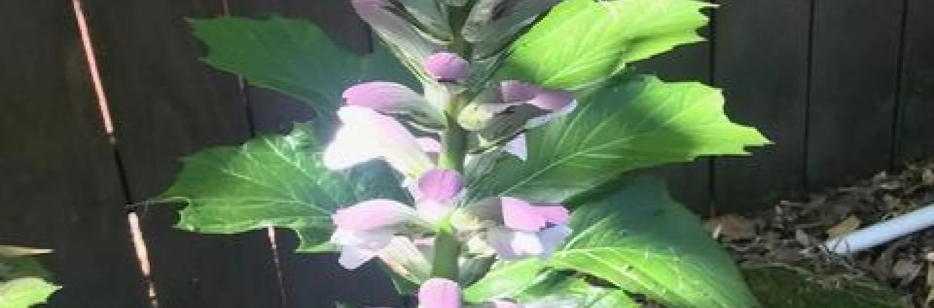 Acanthus Flower