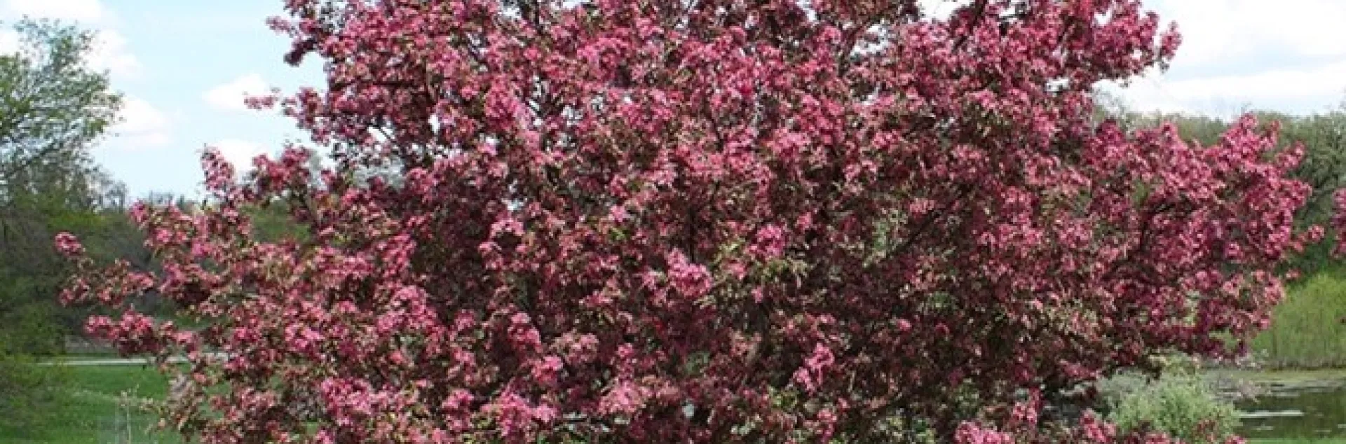Malus ‘Purple Prince’ crabapple