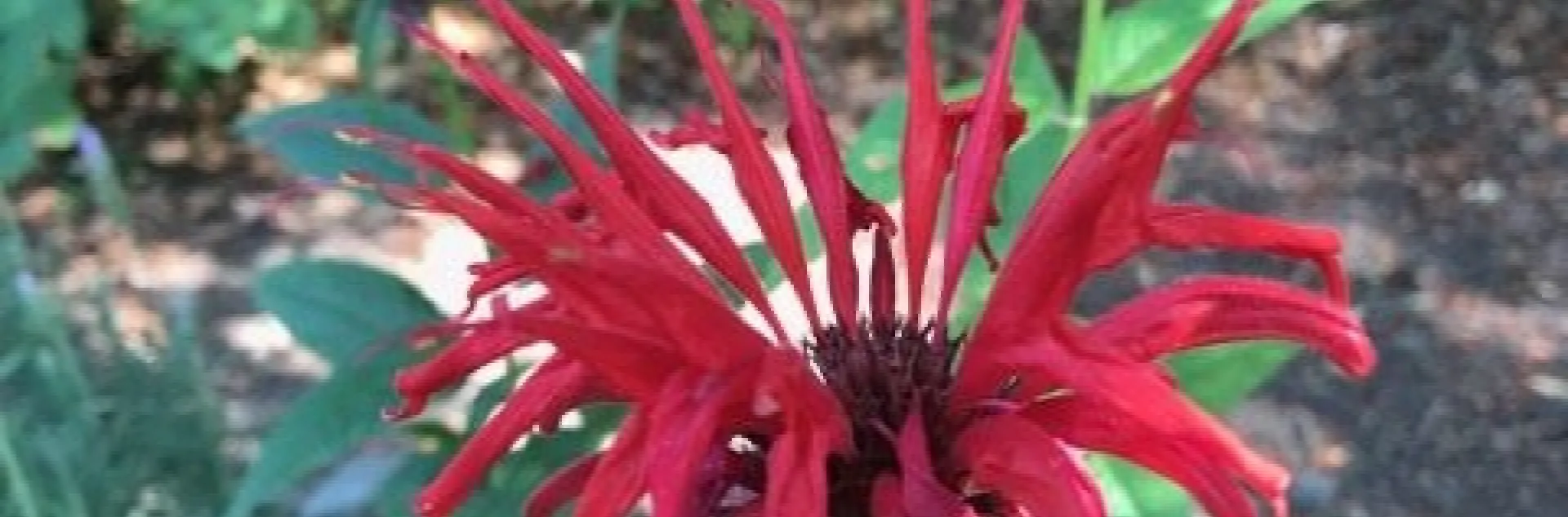 Monarda Flower