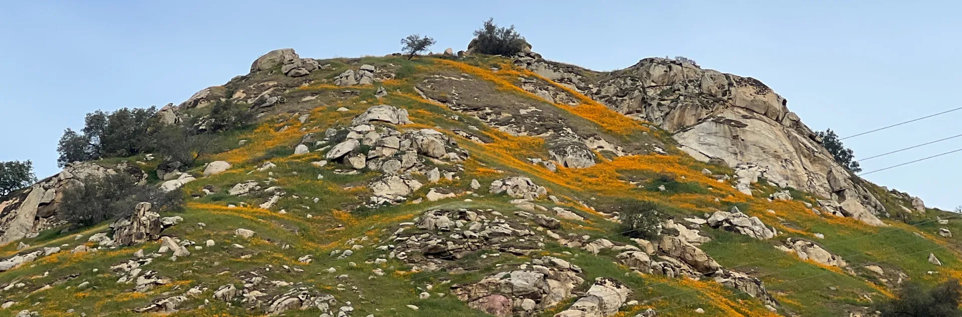Rocky hill with abundant golden wildflowers