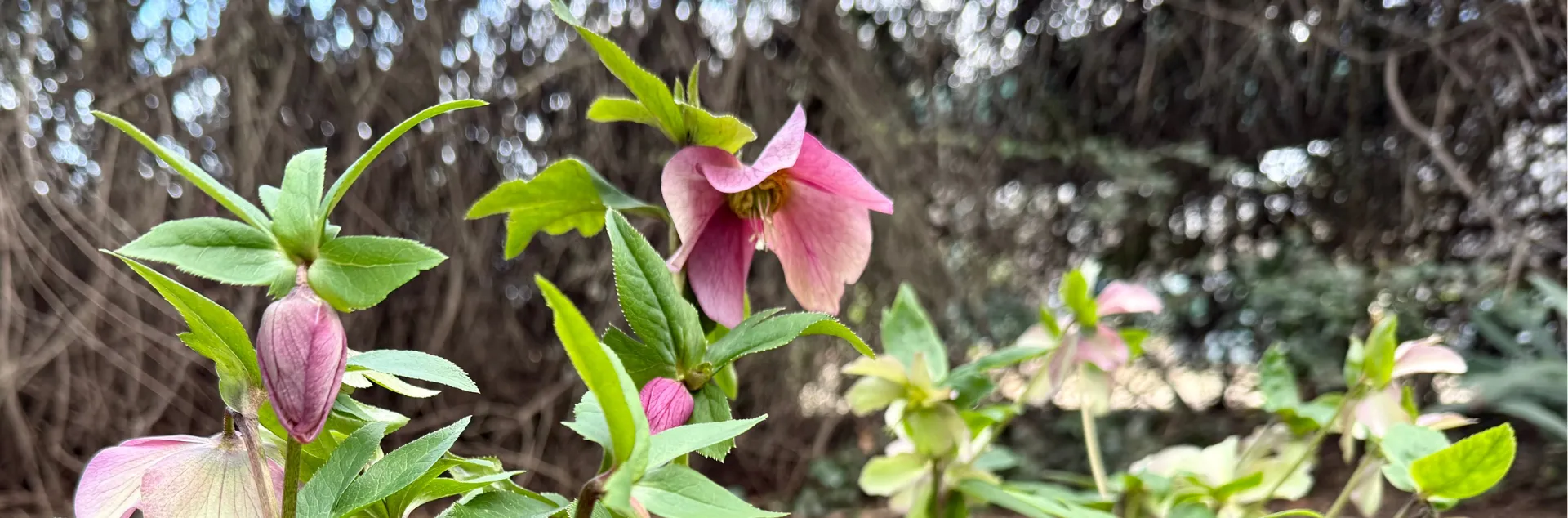 Lenten roses